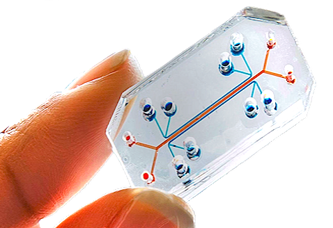 Wyss institute, lung on a chip, organ on a chip